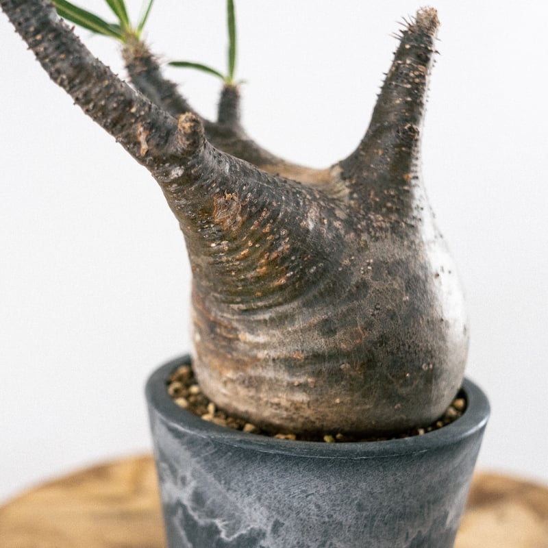 パキポディウム グラキリス 34 | Plants・Cycle