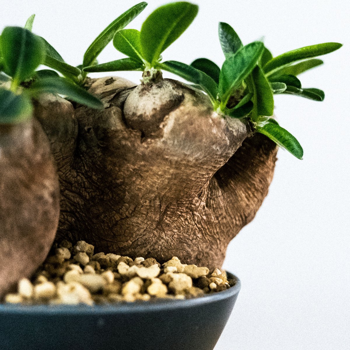 パキポディウム ブレビカウレ（恵比寿笑い） 25 | Plants・Cycle