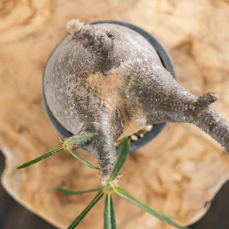 パキポディウム グラキリス 34 | Plants・Cycle