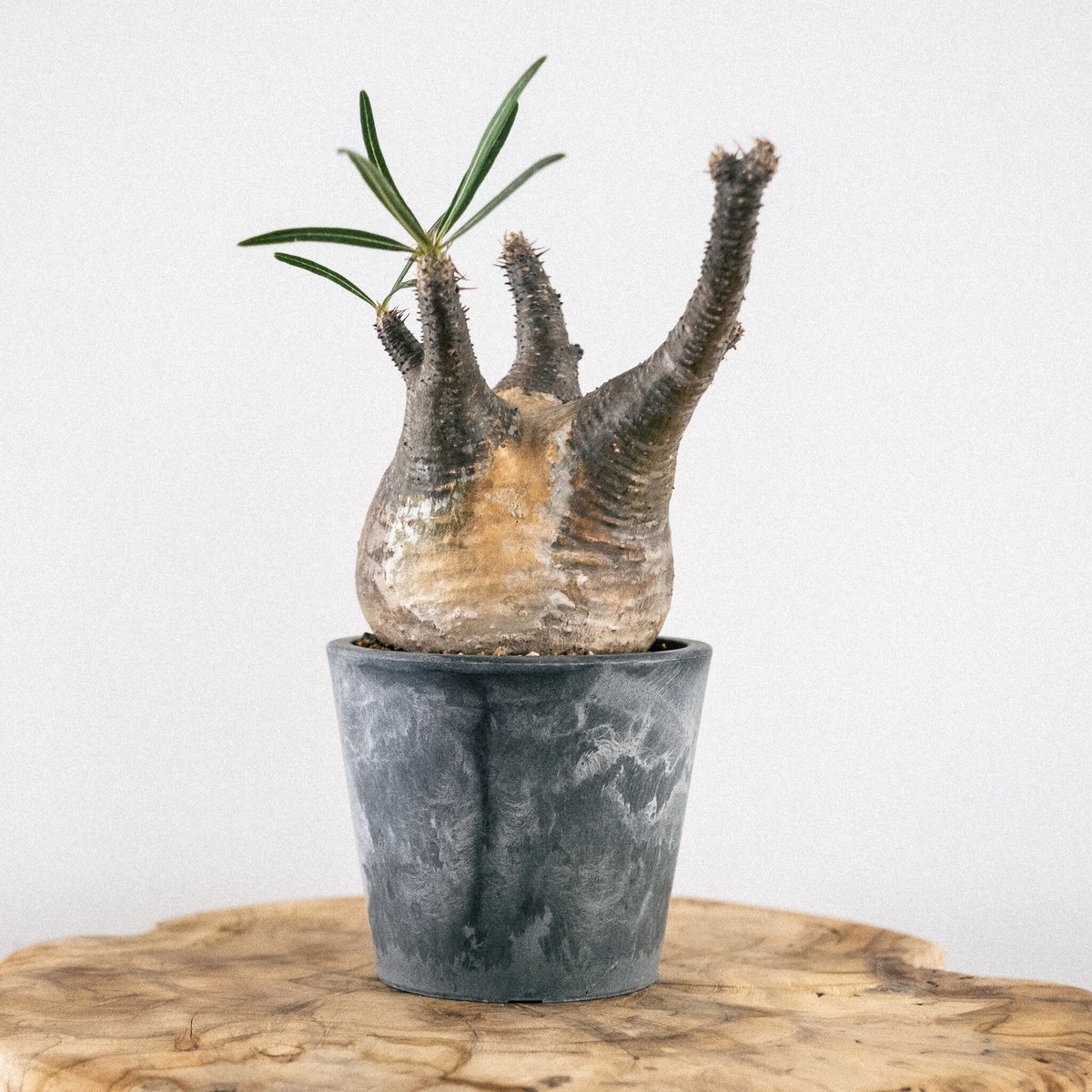 パキポディウム グラキリス 34 | Plants・Cycle