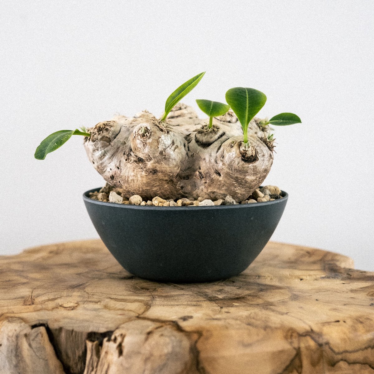 パキポディウム 恵比寿笑い 接木 ブレビカウレ (検索 グラキリス 綴化