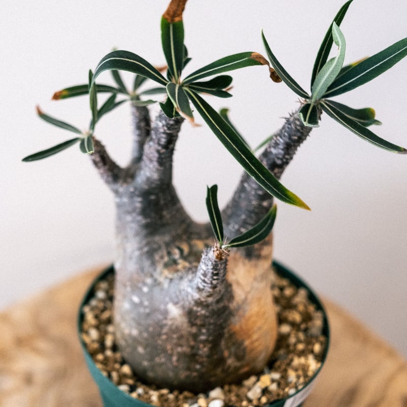 42.パキポディウム グラキリス