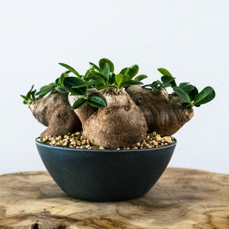 パキポディウム　恵比寿笑い　ブレビカウレ　発根済み現地球②【匿名配送】 パキポディウム ブレビカウレ 