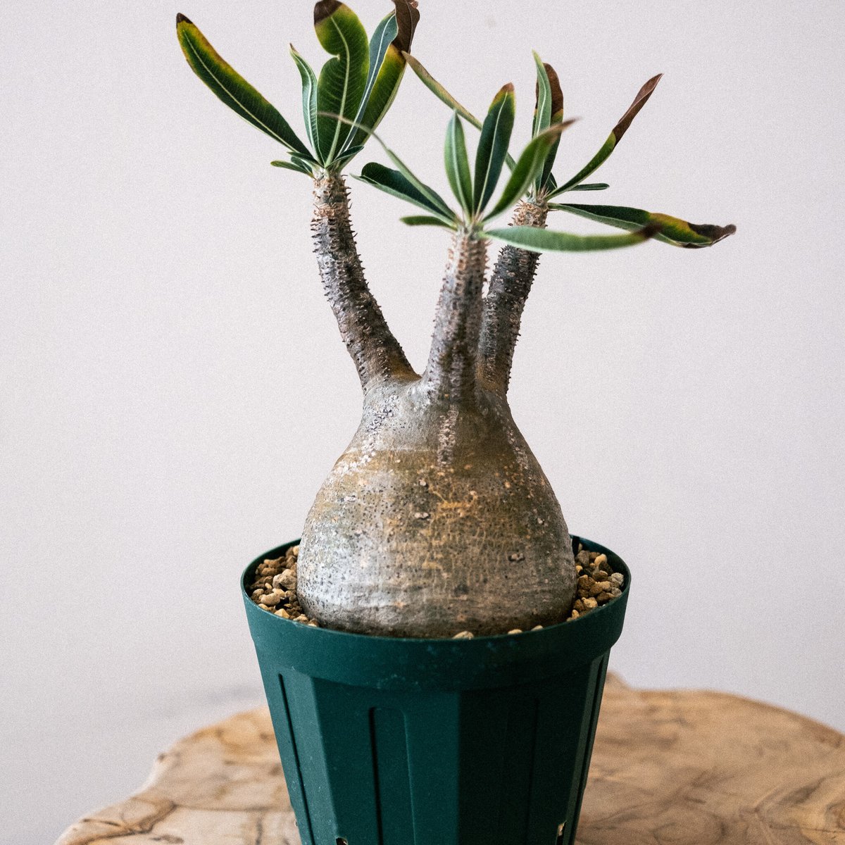 ★*★様 パキポディウム　グラキリス パキポディウム グラキリス 44 | Plants・Cycle