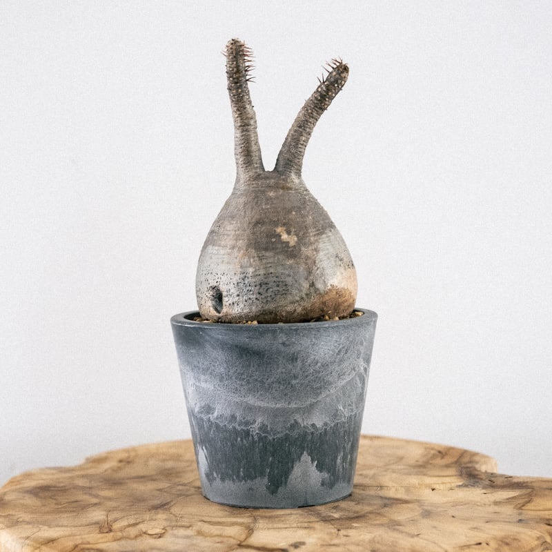 パキポディウム グラキリス 真ん丸 鉢付き パキポディウム・グラキリス【GOODDAYS鉢 white】(24dec24.v01-6