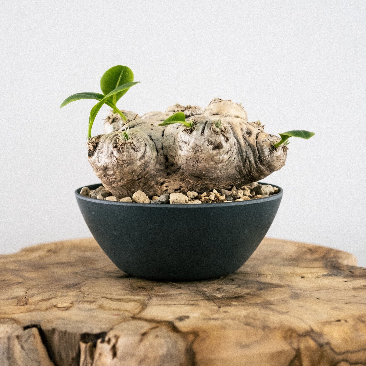 パキポディウム ブレビカウレ（恵比寿笑い） 30 | Plants・Cycle