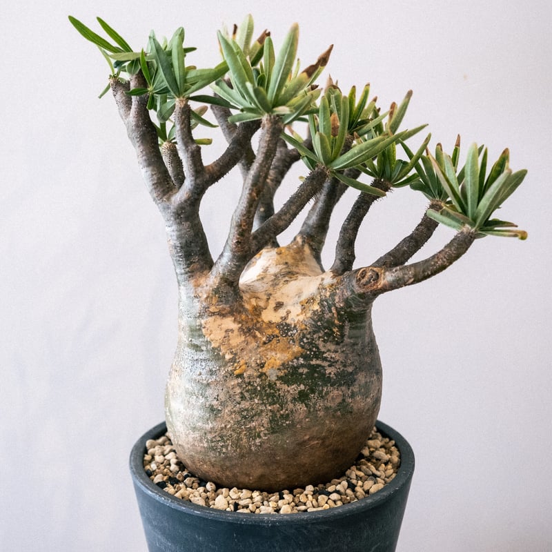 弱*店様 冬なのに元気な　グラキリスパキポディウム パキポディウム グラキリス 50 | Plants・Cycle