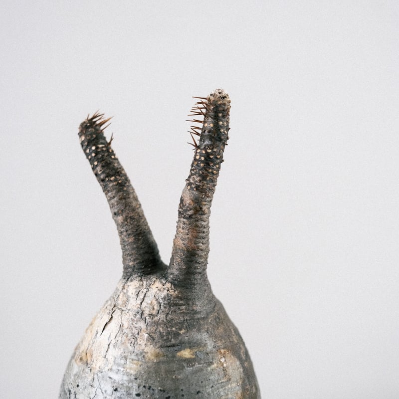 パキポディウム グラキリス 33 | Plants・Cycle