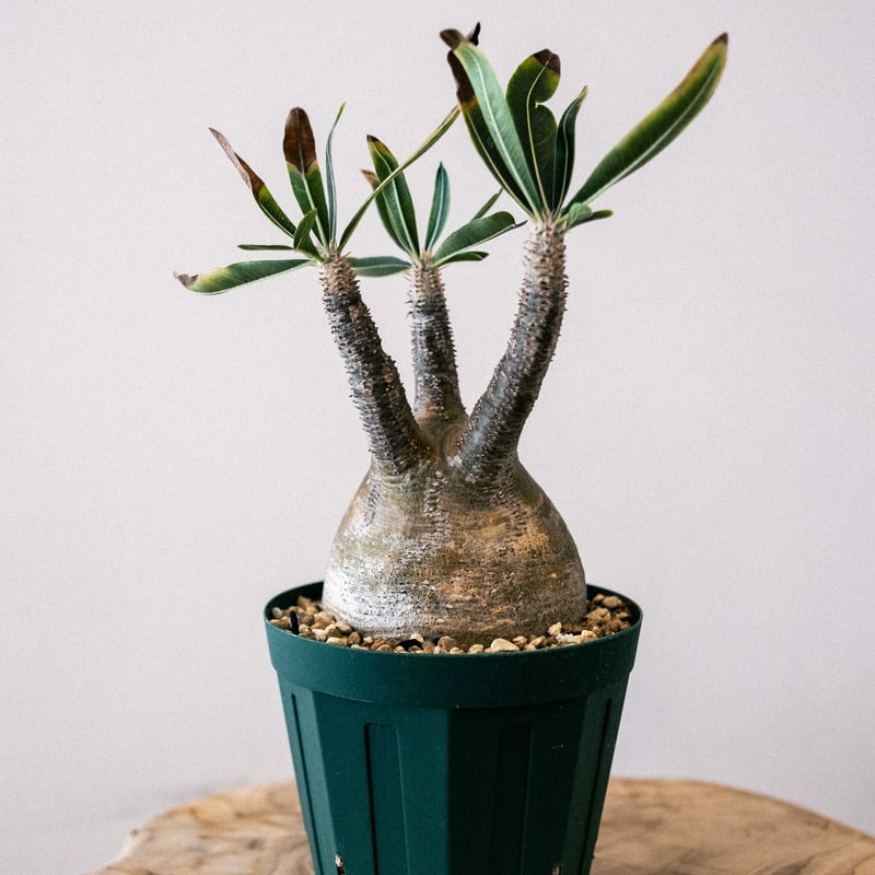 激安の パキポディウム グラキリス 44 | Plants・Cycle 塊根植物・コーデックス