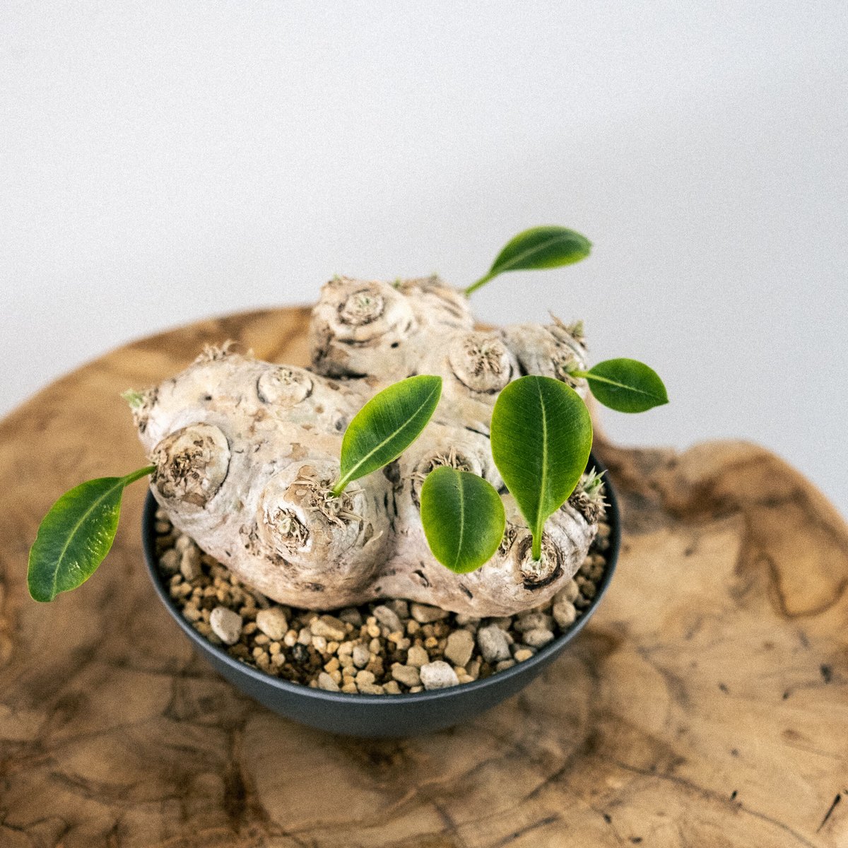 パキポディウム ブレビカウレ（恵比寿笑い） 30 | Plants・Cycle