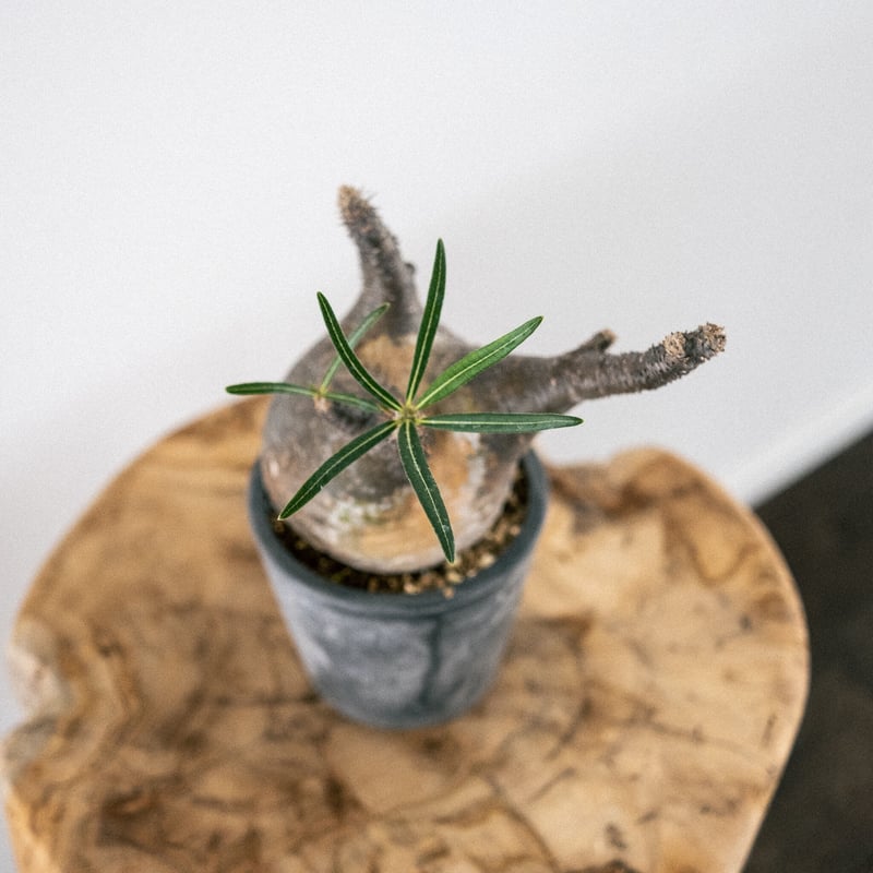 パキポディウム グラキリス 34 | Plants・Cycle