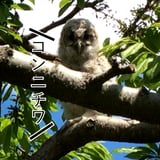 ふくろうさんの果樹園