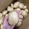 【新じゃが箱込4kg】じゃがバター最強★掘りたてメークイン