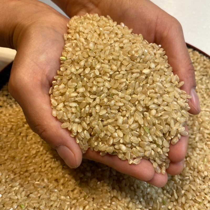 もも　虹のきらめき 新米 お米 新潟県産 虹の煌めき にじのきらめき 10kg (5kg×2) 令