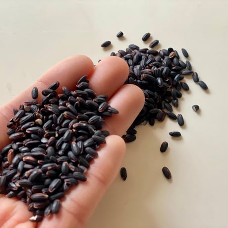 楊貴妃も愛した!？薬膳食材！古代米【黒米】800ｇ（送料無料）