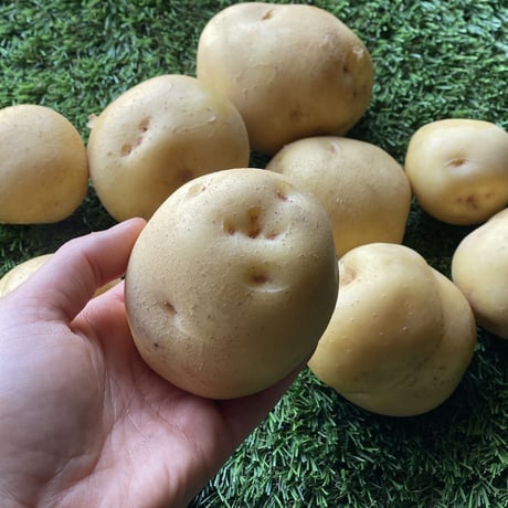 新鮮‼️徳島産新じゃがいもキタアカリMサイズ20キロ