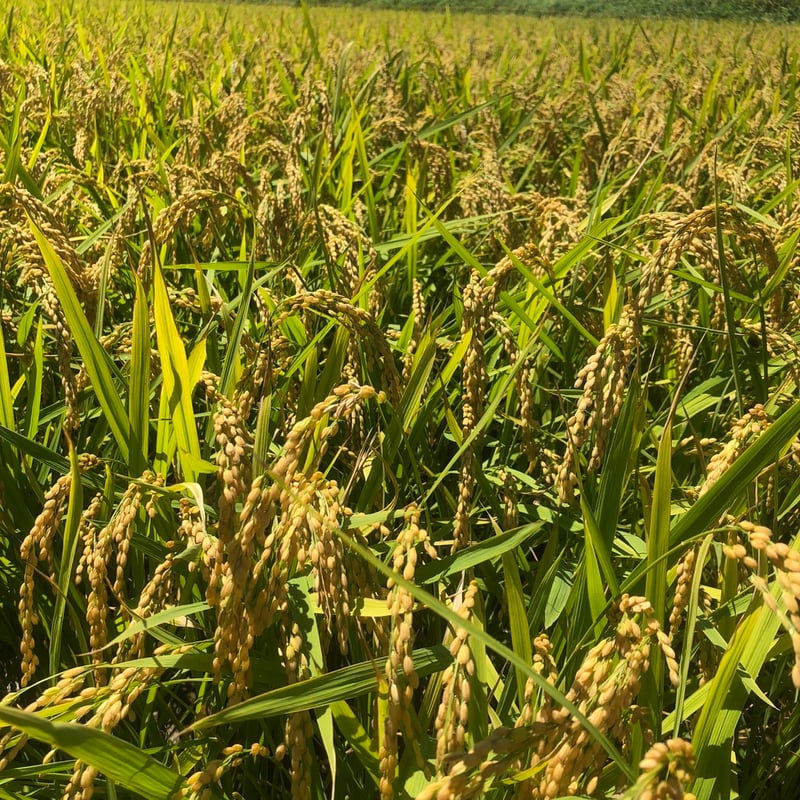 もも　虹のきらめき 新米 お米 新潟県産 虹の煌めき にじのきらめき 10kg (5kg×2) 令