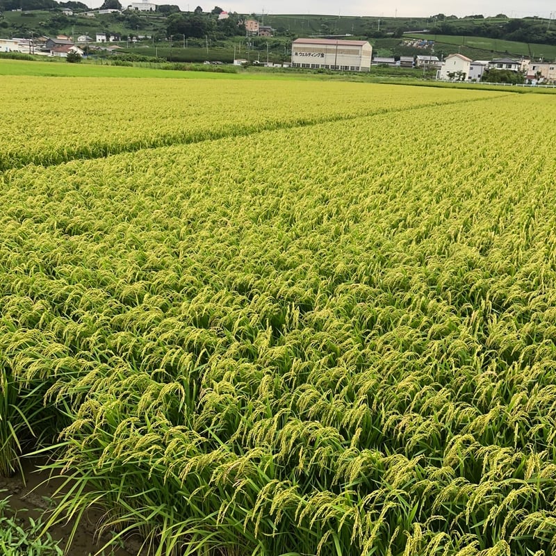 もも　虹のきらめき 新米 お米 新潟県産 虹の煌めき にじのきらめき 10kg (5kg×2) 令