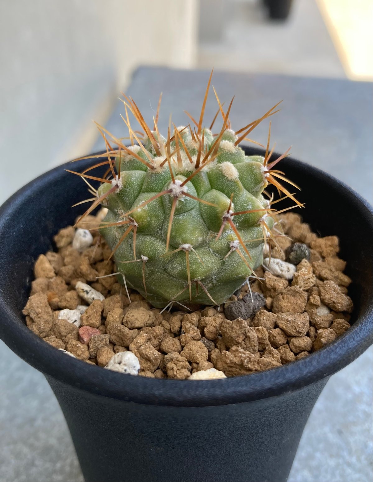 コピアポア コルムナアルバ 狐竜丸 現地球カキコ 自根株 山木 サボテン