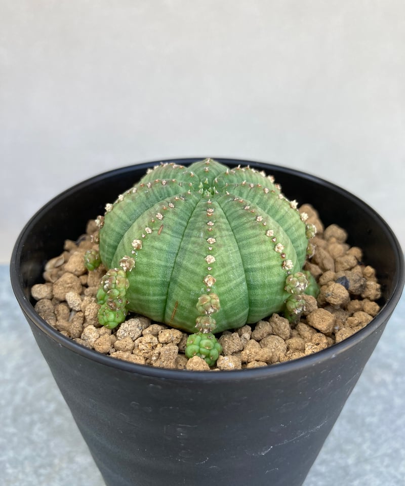 ユーフォルビア オベサ 子吹きシンメトリカ カキ仔 | WE cactus labo 