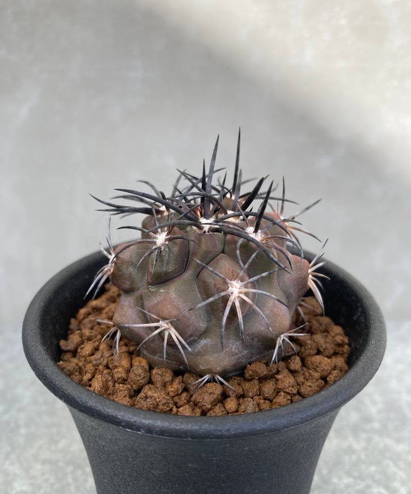 コピアポアデュラ銅鑼丸実生