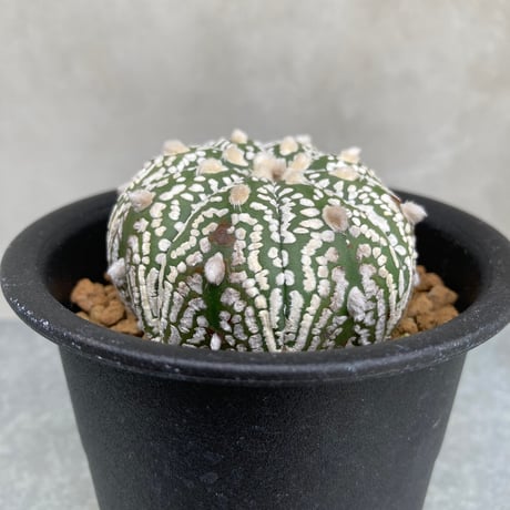 ミラクルスーパー兜 スーパーアロー 実生成球 特選 サボテン