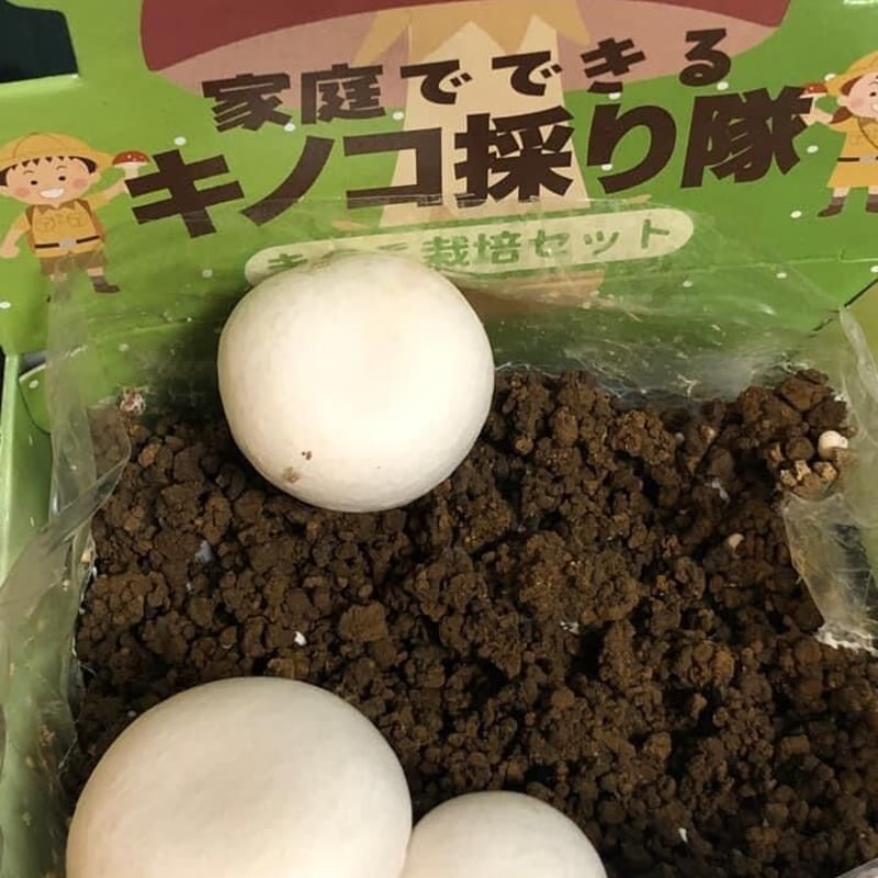 ゆきのこページ 楽天市場】菌床キノコ 栽培セット 夏 でるまっしゅ あらげ
