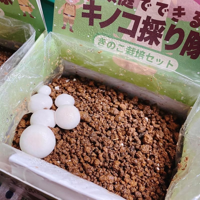 キノコ採り隊」ホワイトマッシュルーム | きのこ専門Kinoko-Ten