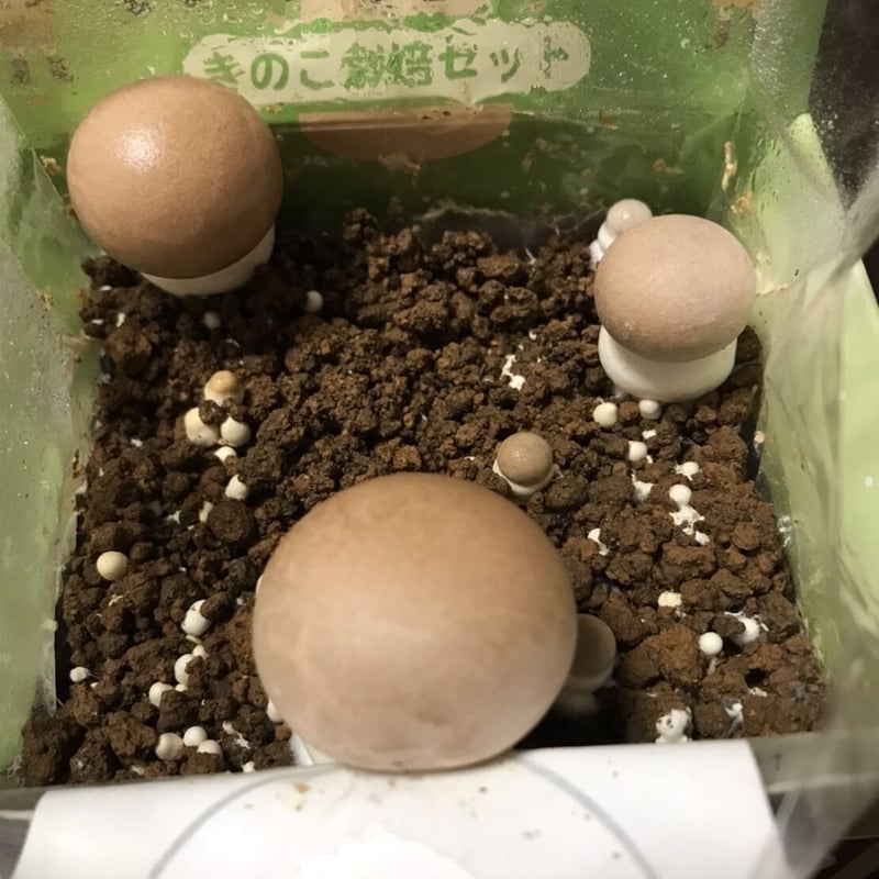 きのこ suppontake81026022z1.jpg