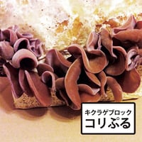 キクラゲブロック「コリぷる」　６コセット