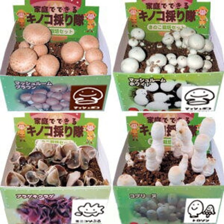 商品一覧 | きのこ専門Kinoko-Ten | マッシュルーム販売・栽培キット