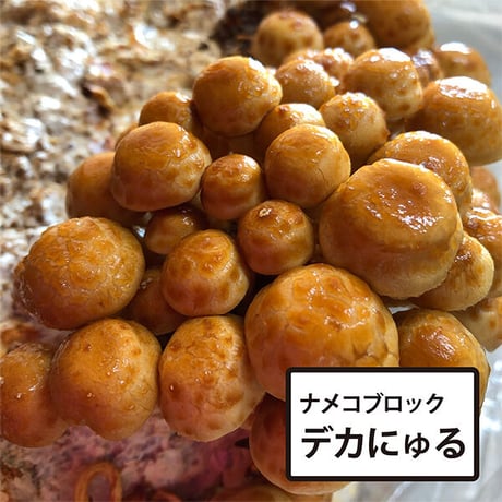 商品一覧 | きのこ専門Kinoko-Ten | マッシュルーム販売・栽培キット