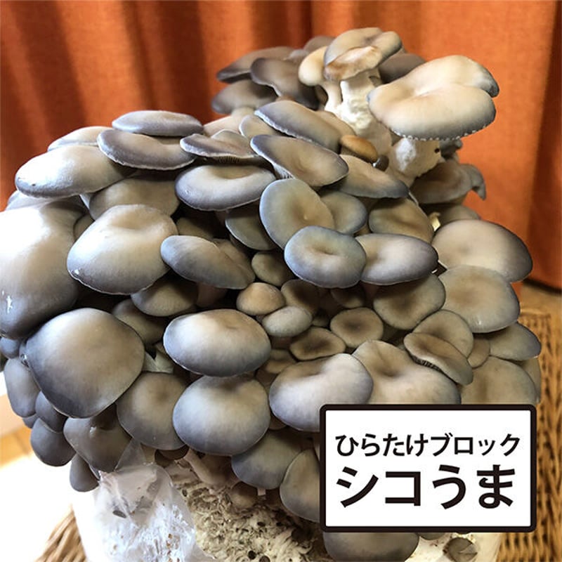 ヒラタケ栽培ブロック「シコうま」 | きのこ専門Kinoko-Ten