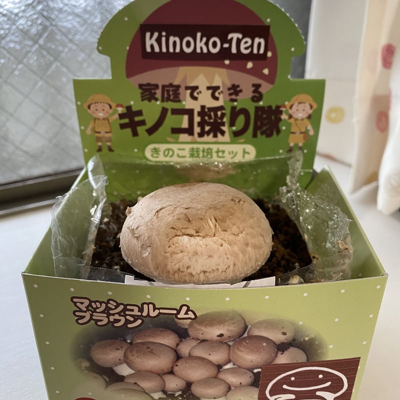 きのこ hiratake2.jpg