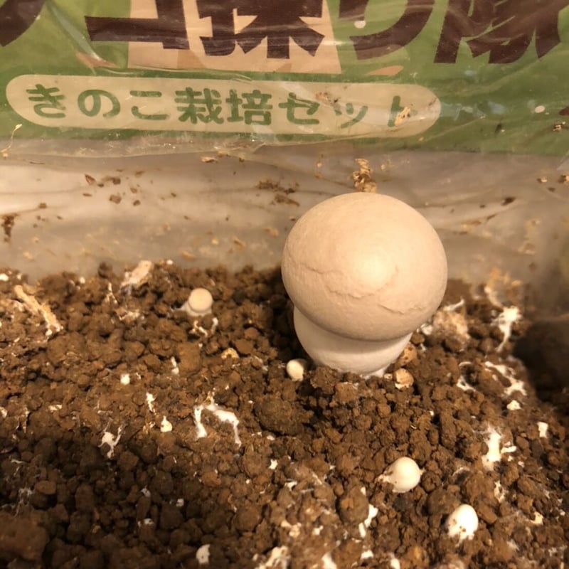 きのこ ukokor｜きのこグラインダー｜LuLu 縷縷