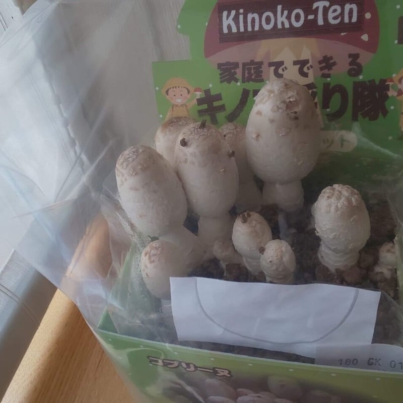 キノコ採り隊」選べる4種類 ✨✨コメント欄記入✨✨ | きのこ専門