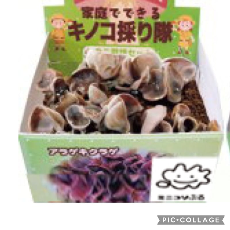 きのこ種駒】キノックス 「ひらたけ（別名：しめじ） H64号」種