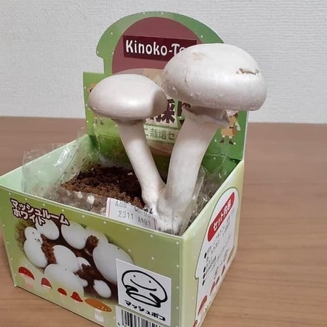 「キノコ採り隊」選べる４種類　✨✨コメント欄記入✨✨