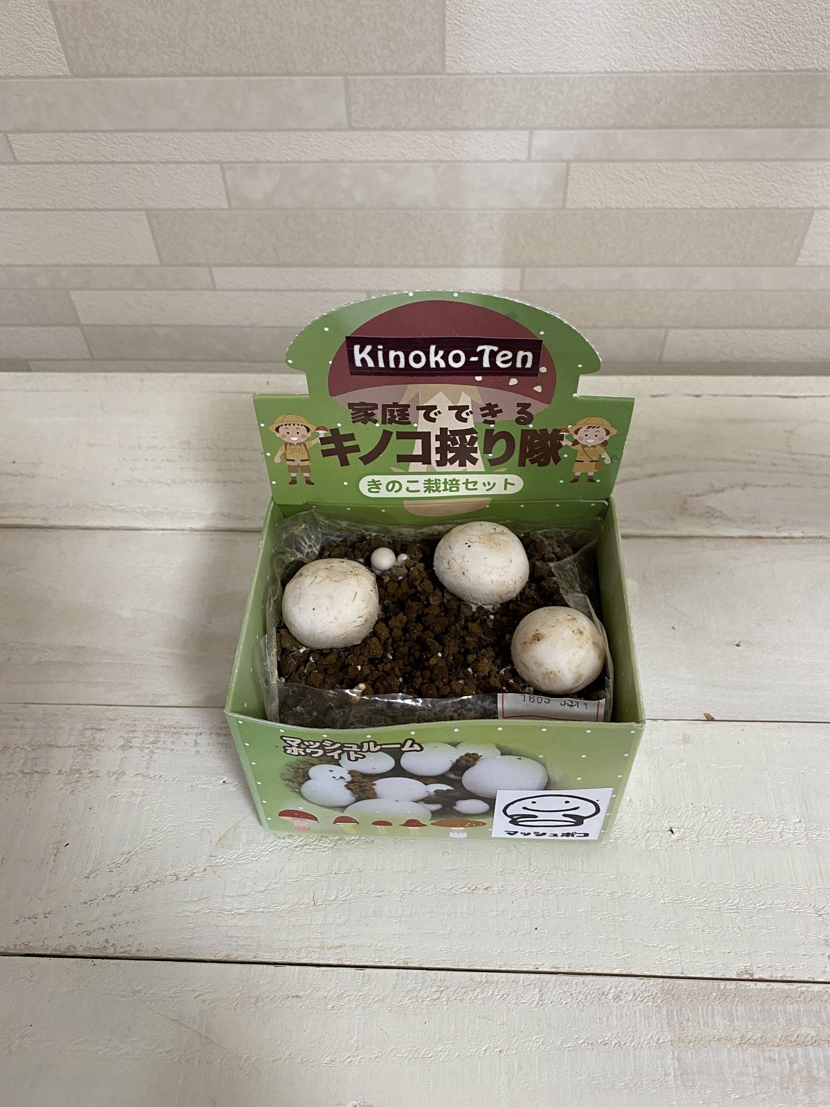 きのこ キノコ採り隊」ホワイトマッシュルーム | きのこ専門Kinoko-Ten