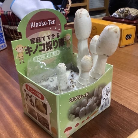 「キノコ採り隊」選べる４種類　✨✨コメント欄記入✨✨