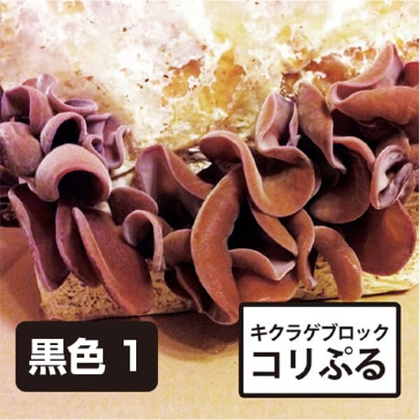 商品一覧 | きのこ専門Kinoko-Ten | マッシュルーム販売・栽培キット