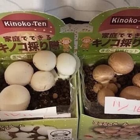 「キノコ採り隊」選べる４種類　✨✨コメント欄記入✨✨