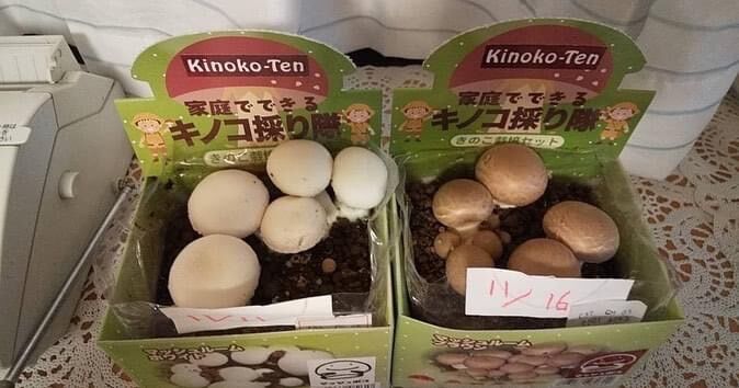 キノコ採り隊」選べる4種類 ✨✨コメント欄記入✨✨ | きのこ専門