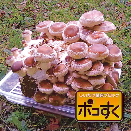 商品一覧 | きのこ専門Kinoko-Ten | マッシュルーム販売・栽培キット