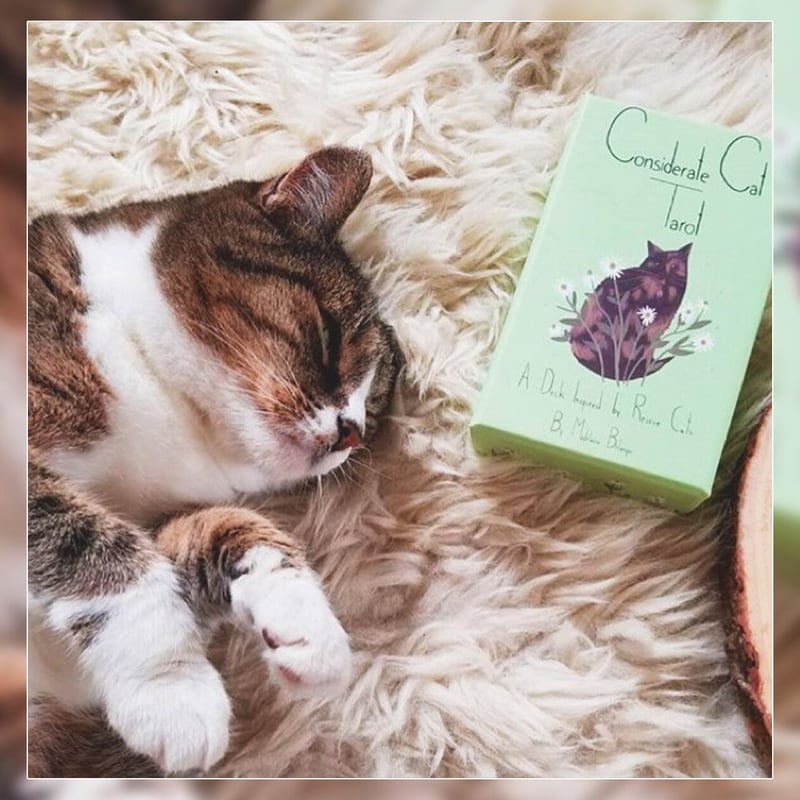 趣味・スポーツ・実用 considerate cat TAROT Amazon.co.jp: Considerate Cat Tarot : Toys & Games