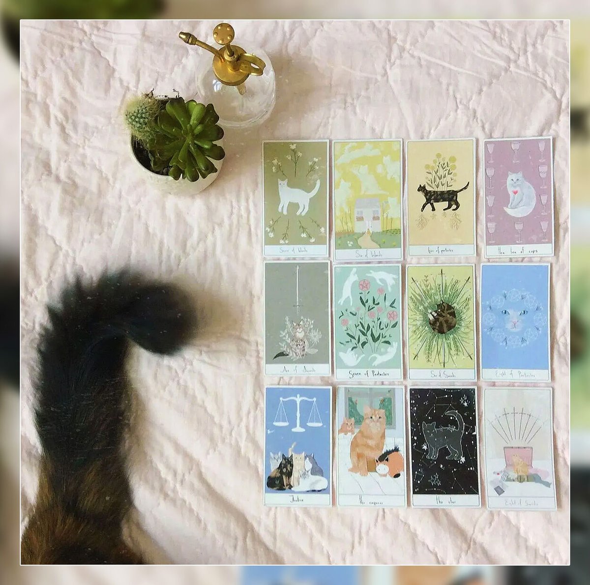 Considerate Cat Tarot | musemuse