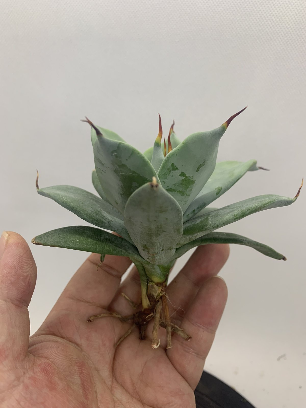 アガベ イシスメンシス 一本棘 agave / チタノタ | PLANTS OF LIFE