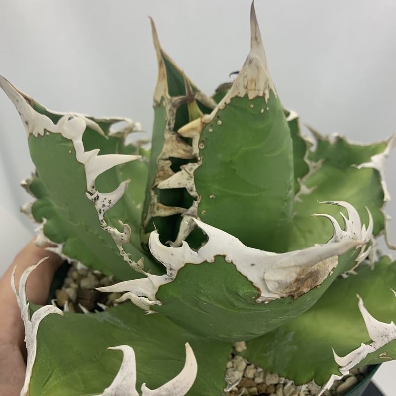 アガベ チタノタ コック Agave titanota CG-01 | PLANTS OF LIFE アガベ チタノタ コック Agave titanota CG-01 | PLANTS OF LIFE