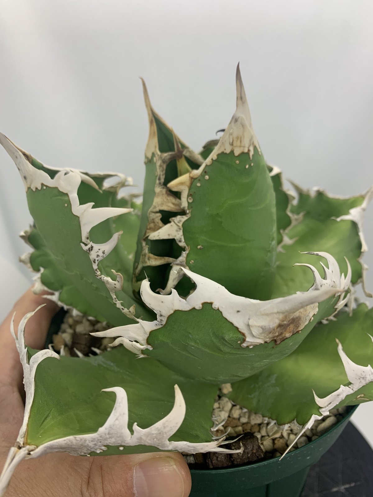 アガベ チタノタ コック Agave titanite cg-01 cok① - 植物/観葉植物