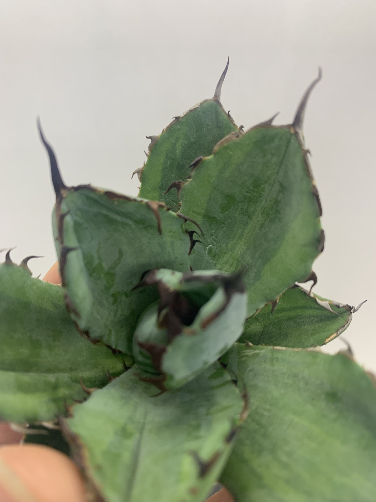 アガベ チタノタ ブラックアンドブルー 覆輪斑 Agave titanota アガベ チタノタ ブラックアンドブルー 覆輪斑 Agave titanota